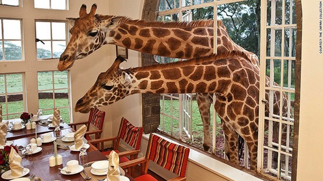  Giraffe Manor